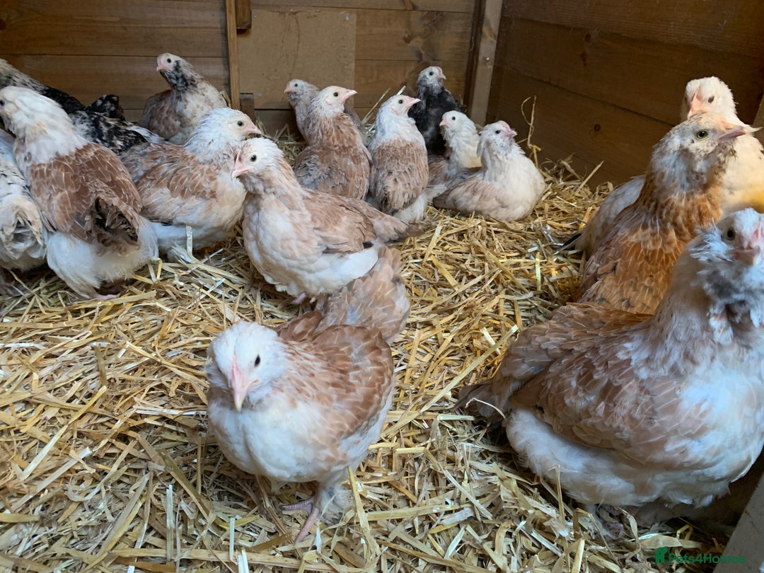 Chickens poultry for sale: Salmon Faverolle Hens - Advert 5