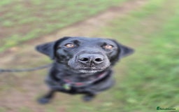 Labrador Retriever dogs for sale: 3 Year Old Black Labrador - Advert 1