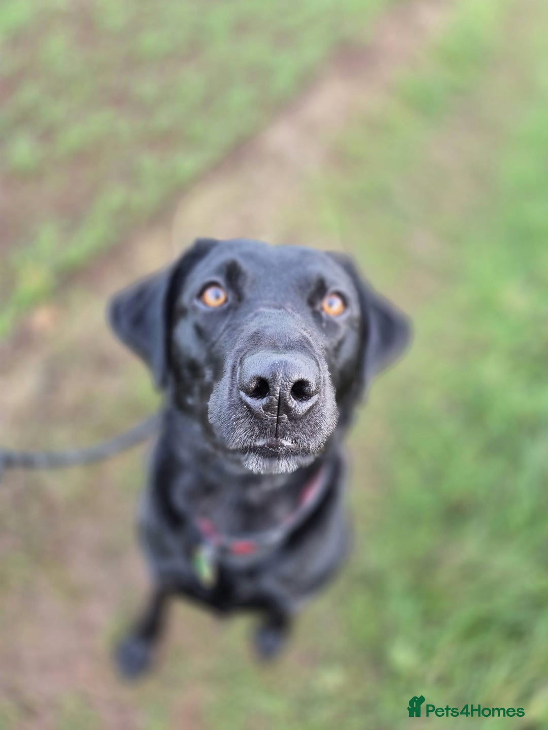 Labrador Retriever dogs for sale: 3 Year Old Black Labrador - Advert 1