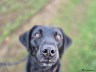 Labrador Retriever dogs for sale: 3 Year Old Black Labrador - Advert 1