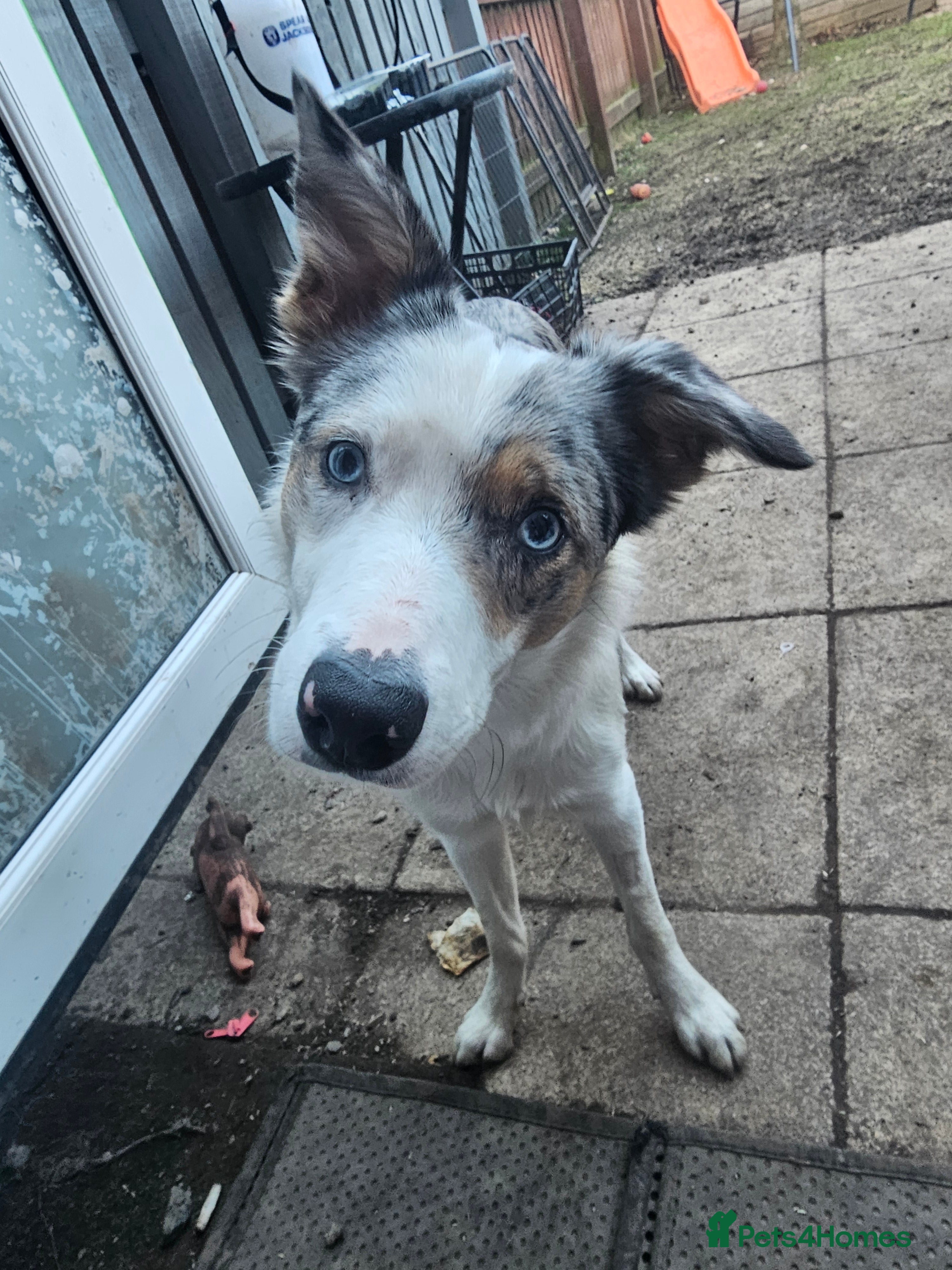 Border Collie dogs 1 year old tri border collie  - Advert 14