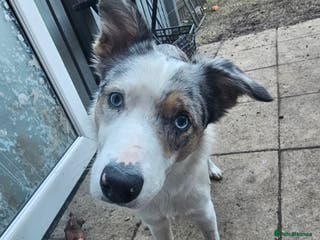 Border Collie dogs 1 year old tri border collie - Advert 14