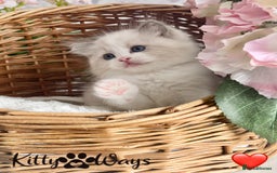 Ragdoll cats for sale: 🐾🩷*TICA REG* LYNX TABBY EU RAGDOLL KITTENS🩵🐾 - Image 5