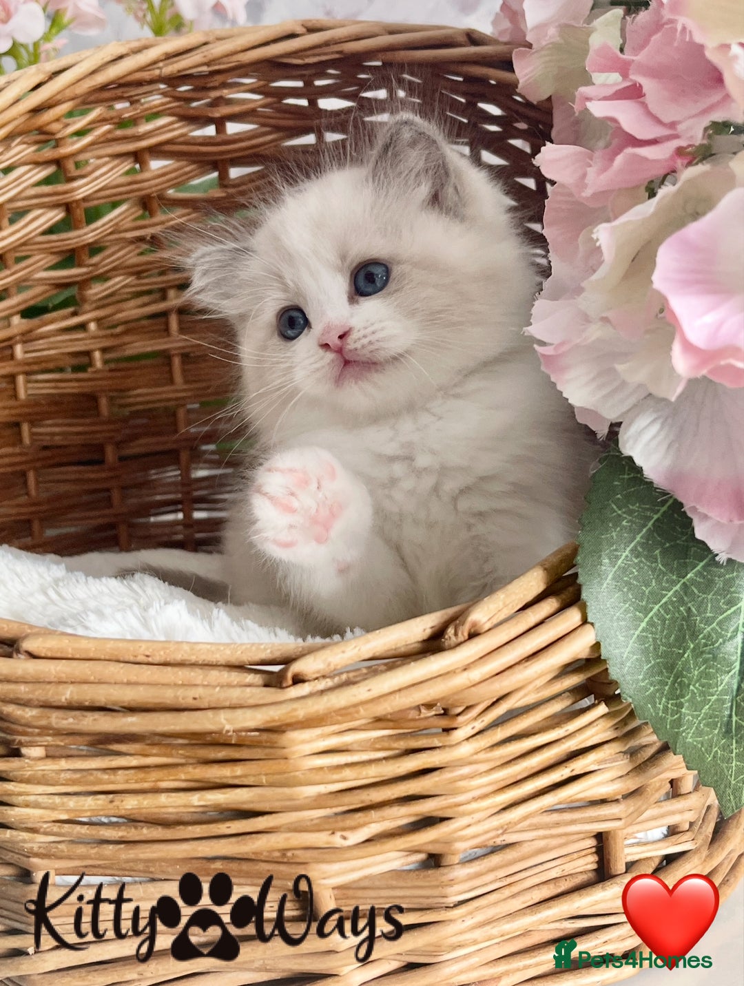 Ragdoll cats for sale: 🐾🩷*TICA REG* LYNX TABBY EU RAGDOLL KITTENS🩵🐾 - Image 5