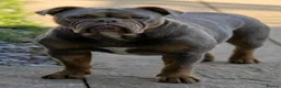 Olde English Bulldogge dogs for sale: Oldee English bulldogge  - Advert 9