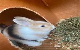 Mini Lop rabbits for sale: Mini lop bunnies  - Image 2