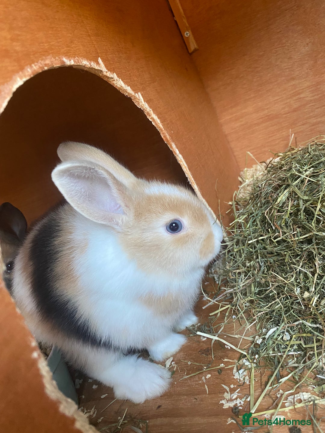 Mini Lop rabbits for sale: Mini lop bunnies  - Image 2
