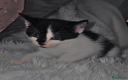 Mixed Breed cats for sale: Savannah Mix Litter🩷 discount if take two. 3 left - Image 16