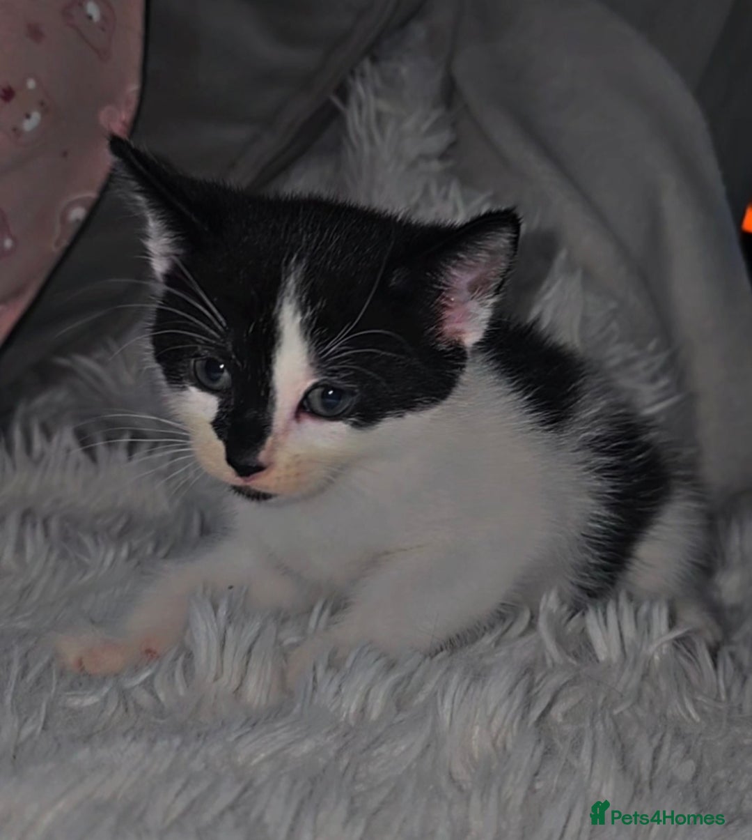 Mixed Breed cats for sale: Savannah Mix Litter🩷 discount if take two. 3 left - Image 16