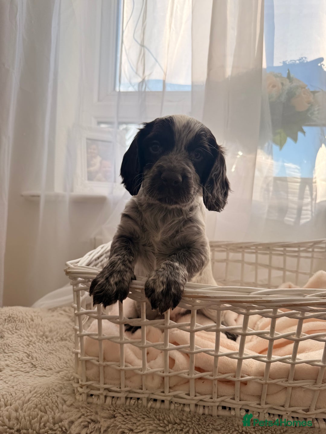 Cocker Spaniel dogs for sale: working cocker puppies  - Advert 6