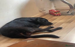 Mixed Breed dogs for sale: English mastiff x Belgian malinois - Image 8