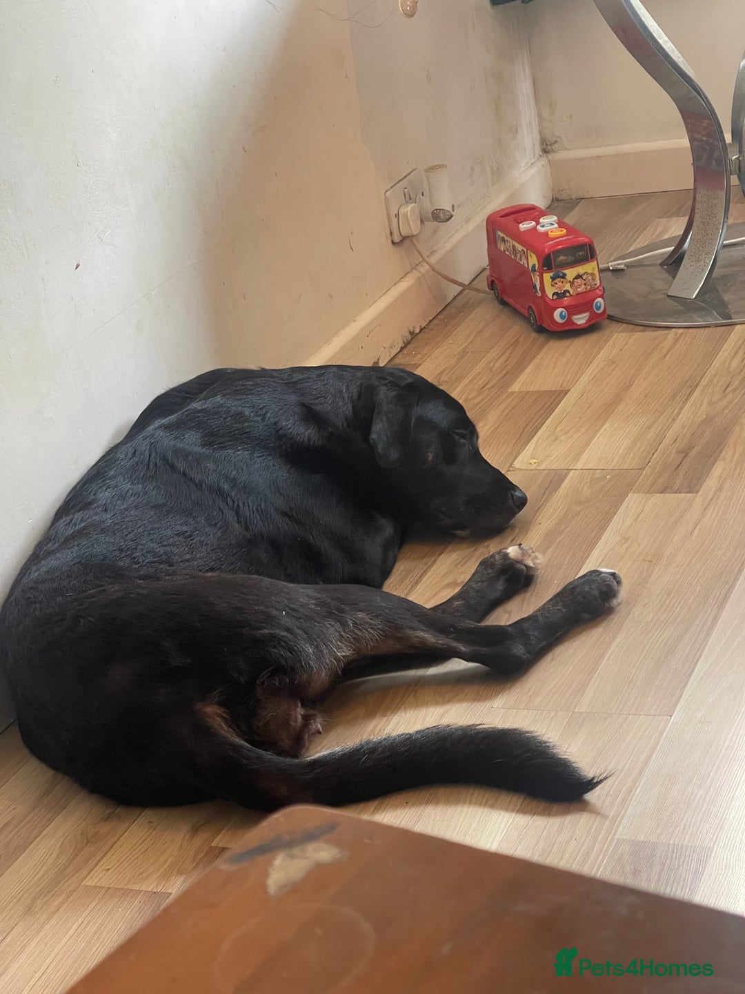 Mixed Breed dogs for sale: English mastiff x Belgian malinois - Image 8