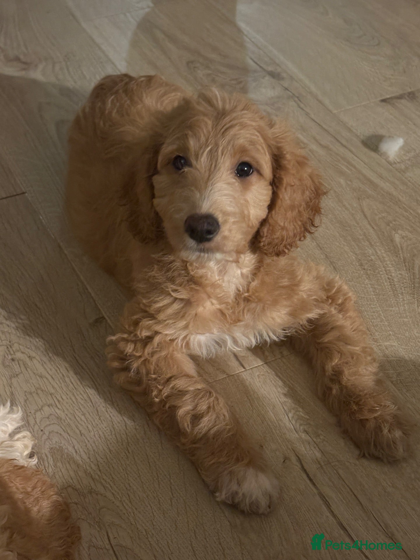 Labradoodle dogs 2 Girls Remaining! Reduced Miniature Labradoodles - Advert 3