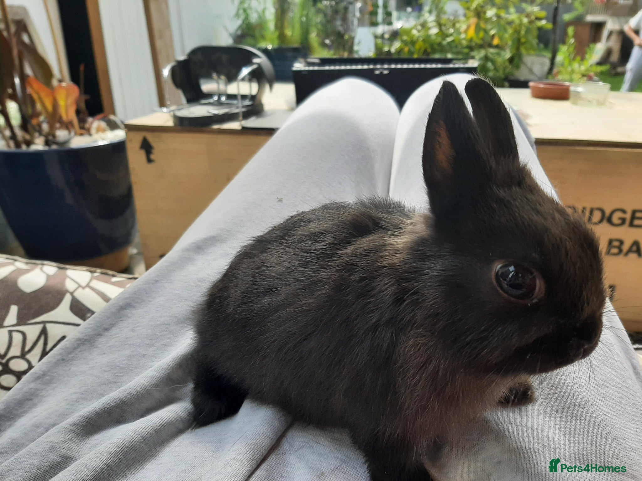 Netherland Dwarf rabbits A beautiful netherland dwarf bunny for sale🐰 - Advert 2