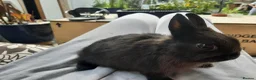 Netherland Dwarf rabbits for sale: Two beautiful netherland dwarf bunnies for sale🐰 - Advert 2