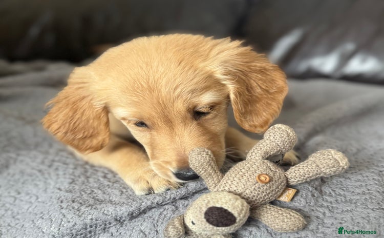 Golden Retriever dogs - Advert 4
