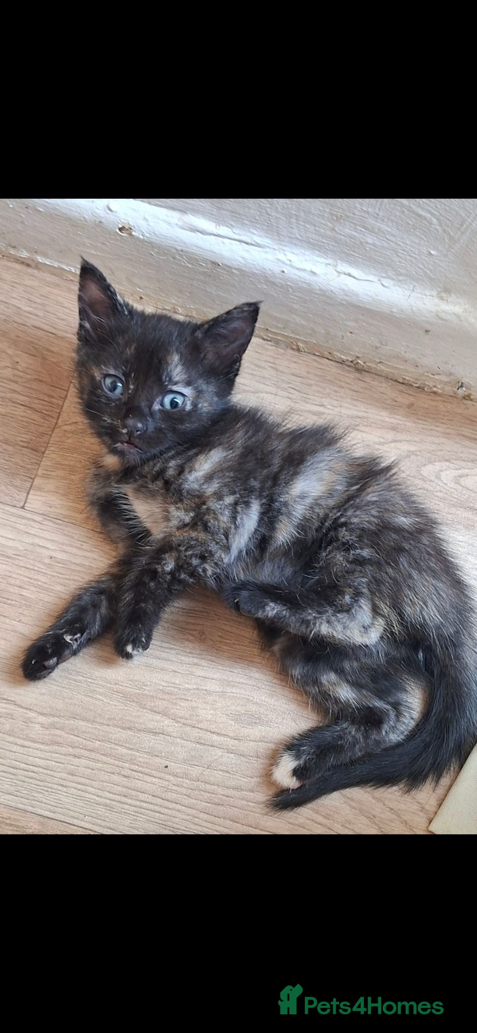 Mixed Breed cats 1 LOVELY FEMALE KITTEN💕 - Advert 6