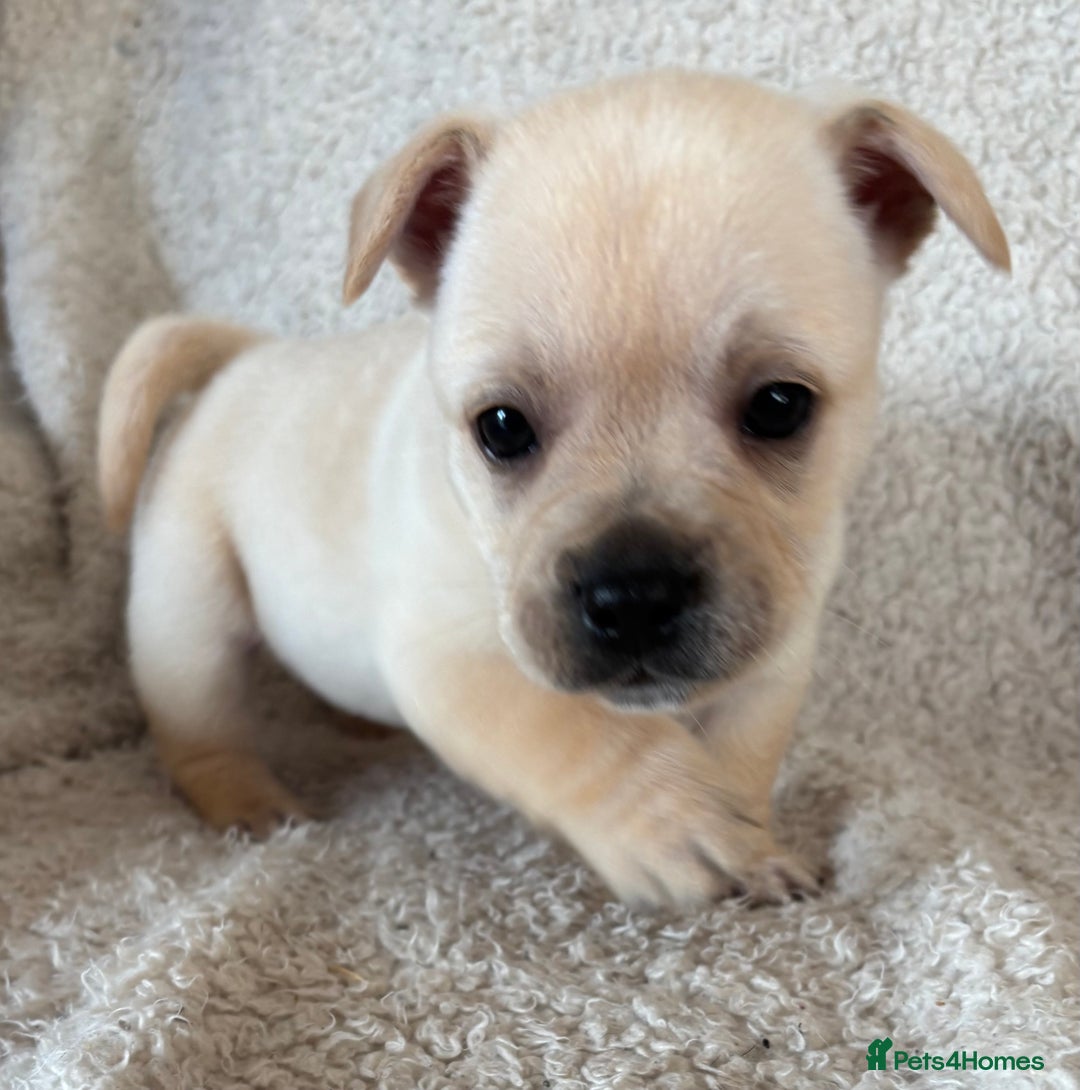 Mixed Breed dogs for sale: Frenchie cross Jack Russell puppies  - Advert 9
