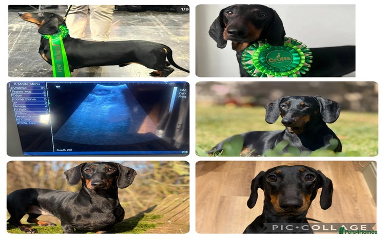 Dachshund dogs - Advert 1