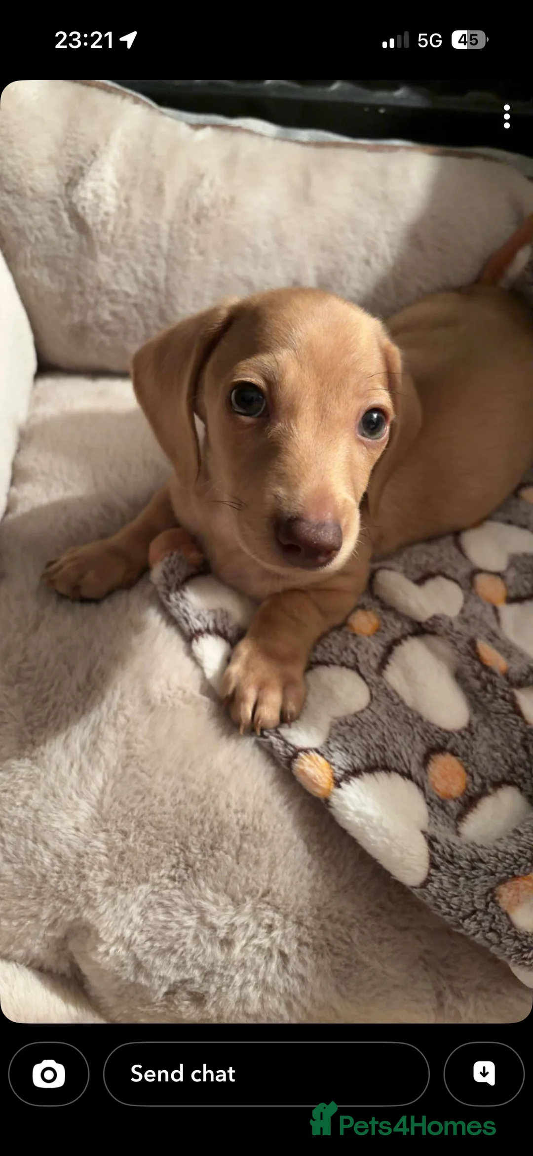 Miniature Dachshund dogs for sale: Miniature cream smooth haired boy in Tewkesbury - Advert 2