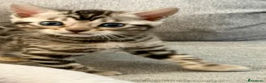 Bengal Kitten 3