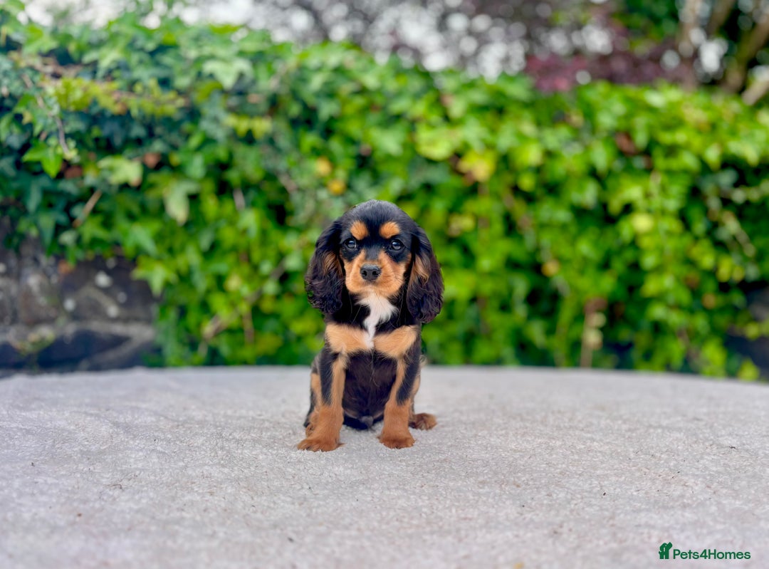 Cavalier King Charles Spaniel dogs for sale: Gorgeous Black Tan and Tri Cavalier Puppies - Image 16