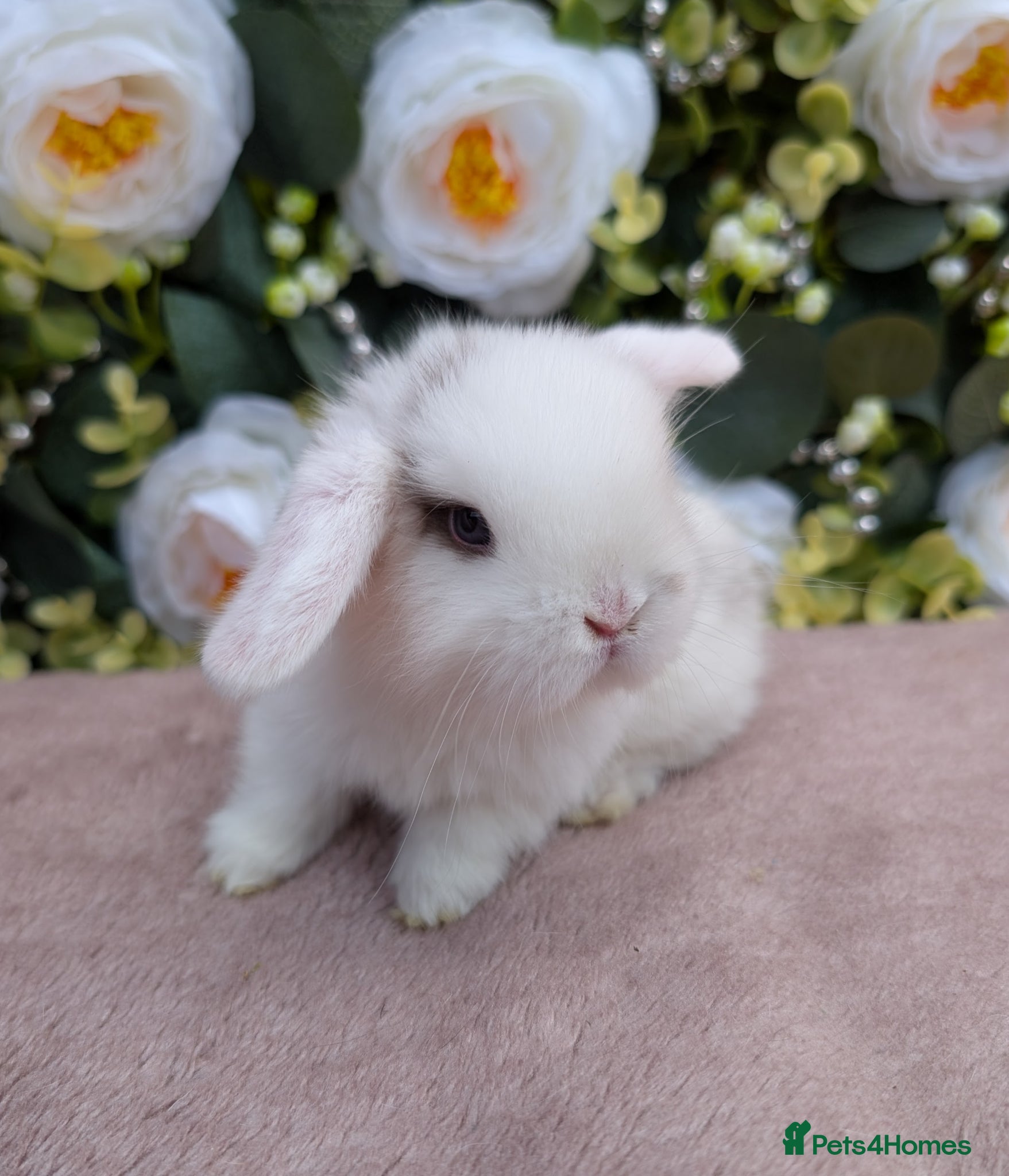 Mini Lop rabbits ❤️mini lop babies ❤️  - Advert 15