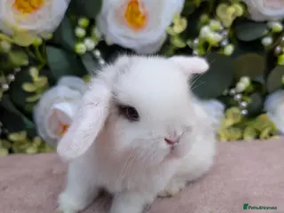 Mini Lop rabbits ❤️mini lop babies ❤️ - Advert 15