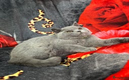 British Shorthair cats for sale: GCCF BSH Kittens pet homes only  - Image 27