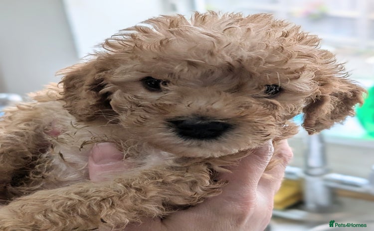 Australian Labradoodle dogs - Advert 1