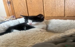 Mixed Breed cats for sale: Beautiful Female Kittens for sale  - Image 4