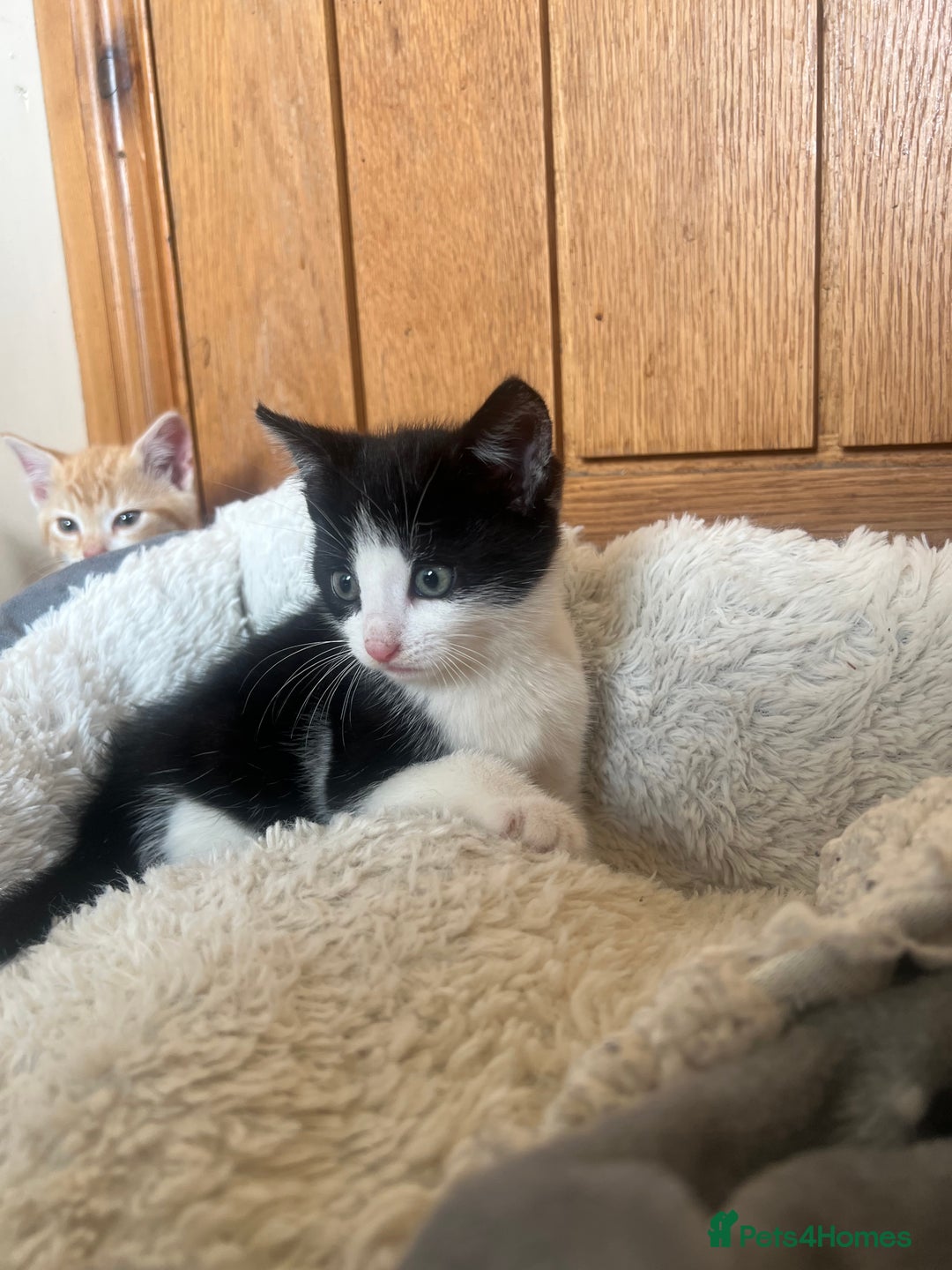 Mixed Breed cats for sale: Beautiful Female Kittens for sale  - Image 4