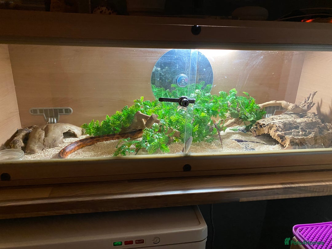 Corn Snake reptiles for sale: 10 years old comes with full set up - Advert 1