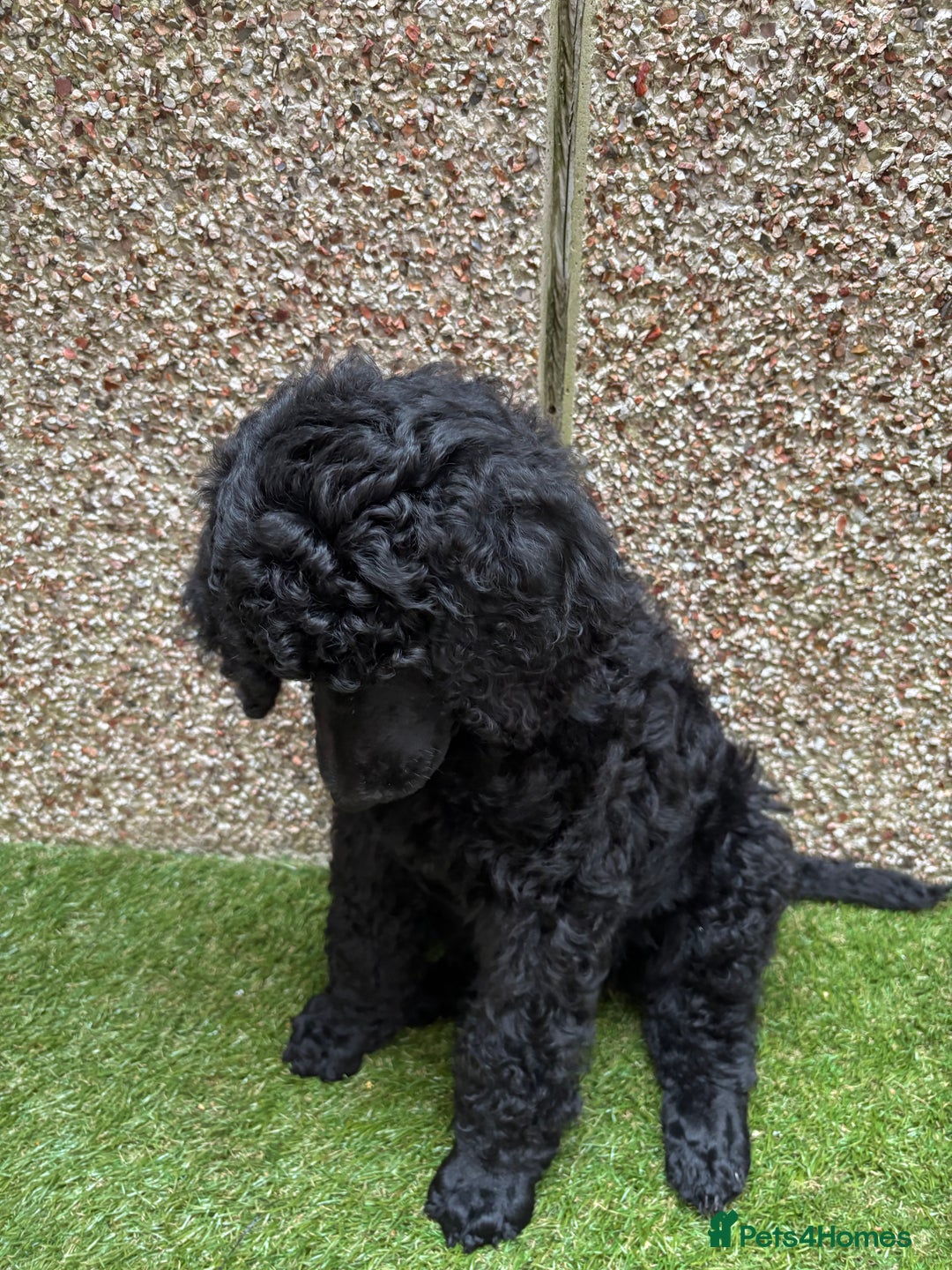 Standard Poodle dogs for sale: Beautiful standard poodle boy. - Image 5