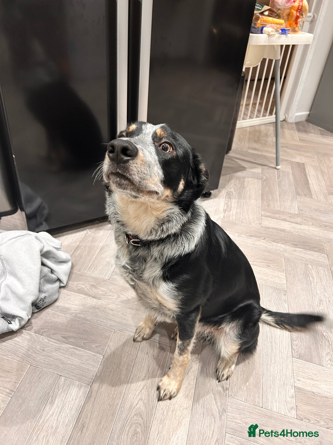 Border Collie dogs for sale: 11 month old border collie  - Advert 2