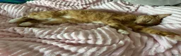 Mixed Breed cats for sale: Luna, female ginger cat - Advert 2