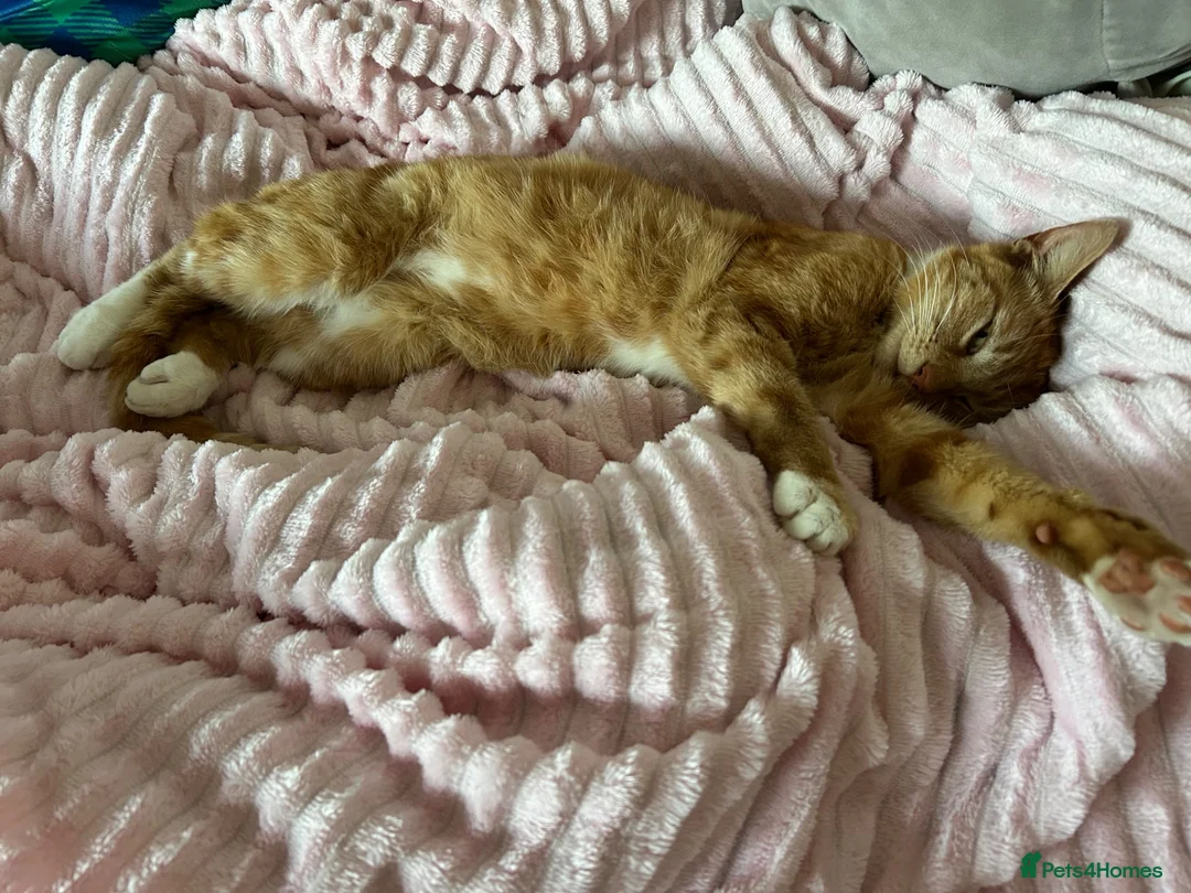 Mixed Breed cats for sale: Luna, female ginger cat - Advert 2