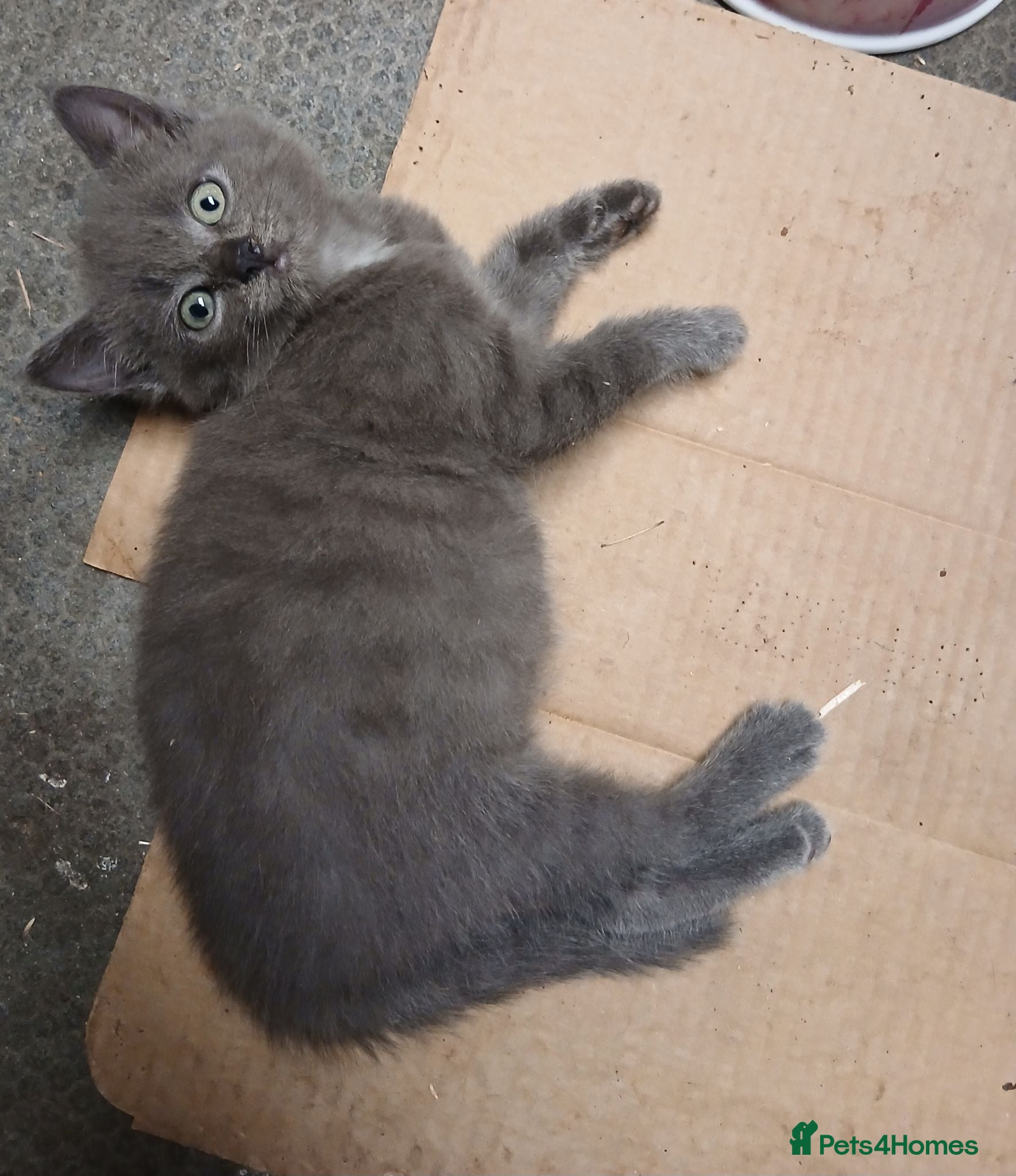 Mixed Breed cats Mixed breed kitten  - Advert 1