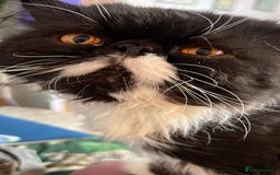 Persian cats for stud: GCCF grandchampion proven stud  - Image 1