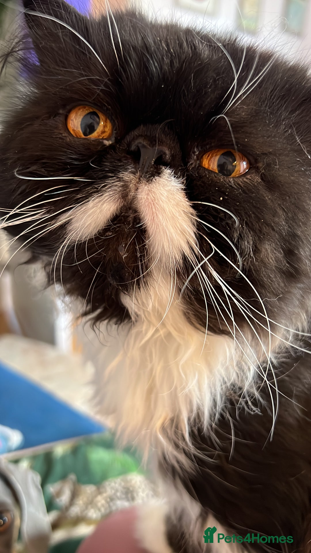 Persian cats for stud: GCCF grandchampion proven stud  - Image 1