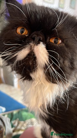 Persian cats GCCF grandchampion proven stud - Advert 12