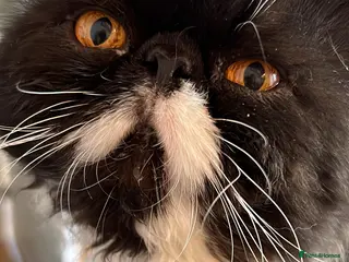 Persian cats GCCF grandchampion proven stud - Advert 3