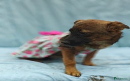 Mixed Breed dogs for adoption: 💖🐶 KNOPA 🐶💖 - Image 16
