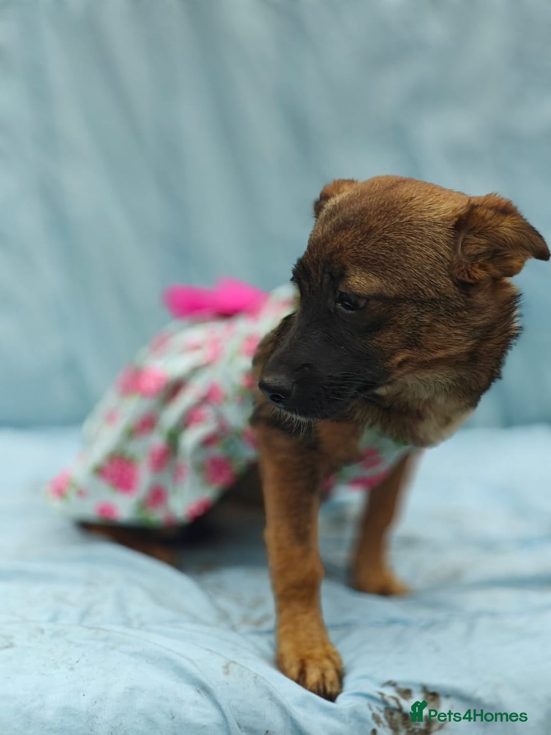 Mixed Breed dogs for adoption: 💖🐶 KNOPA 🐶💖 - Image 16