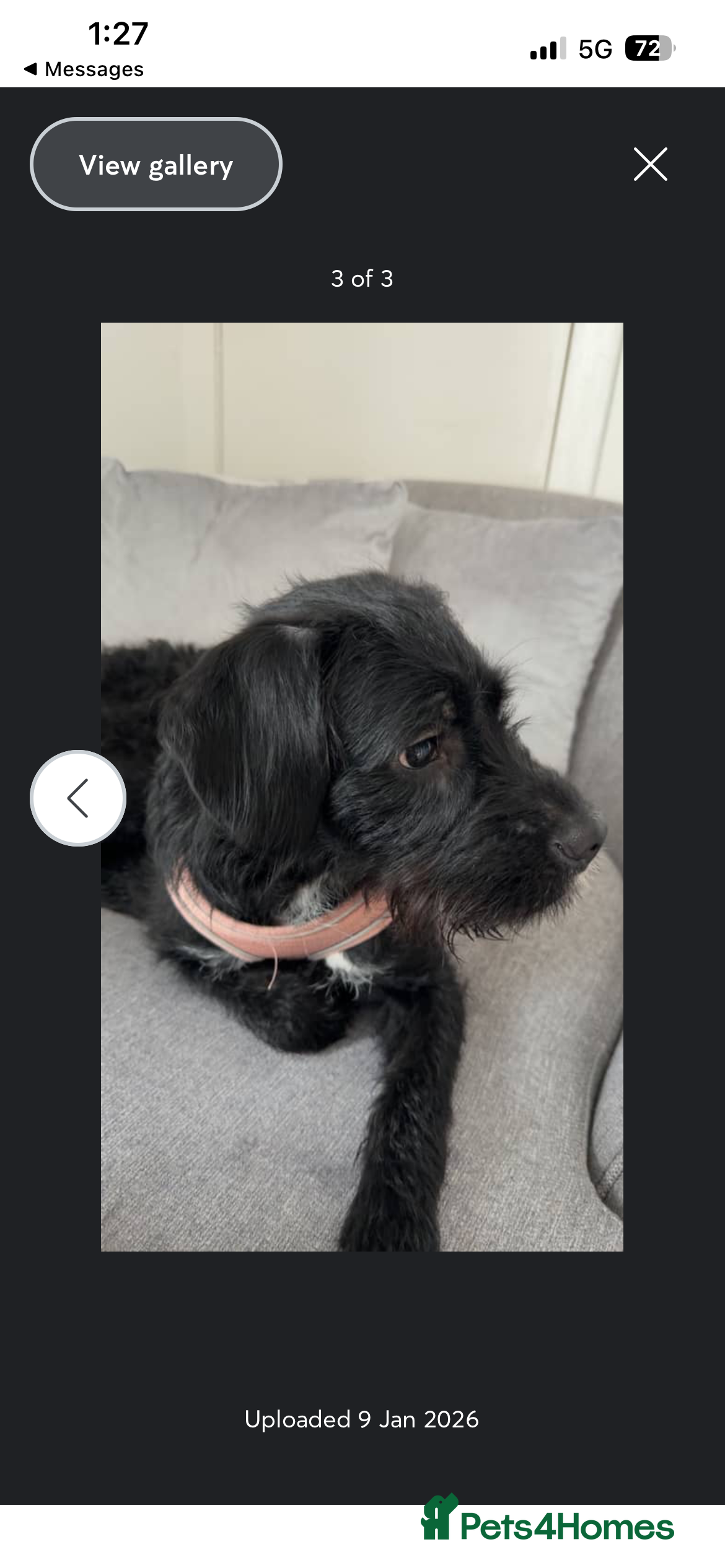 Mixed Breed dogs Willow  in Livingston - Advert 1