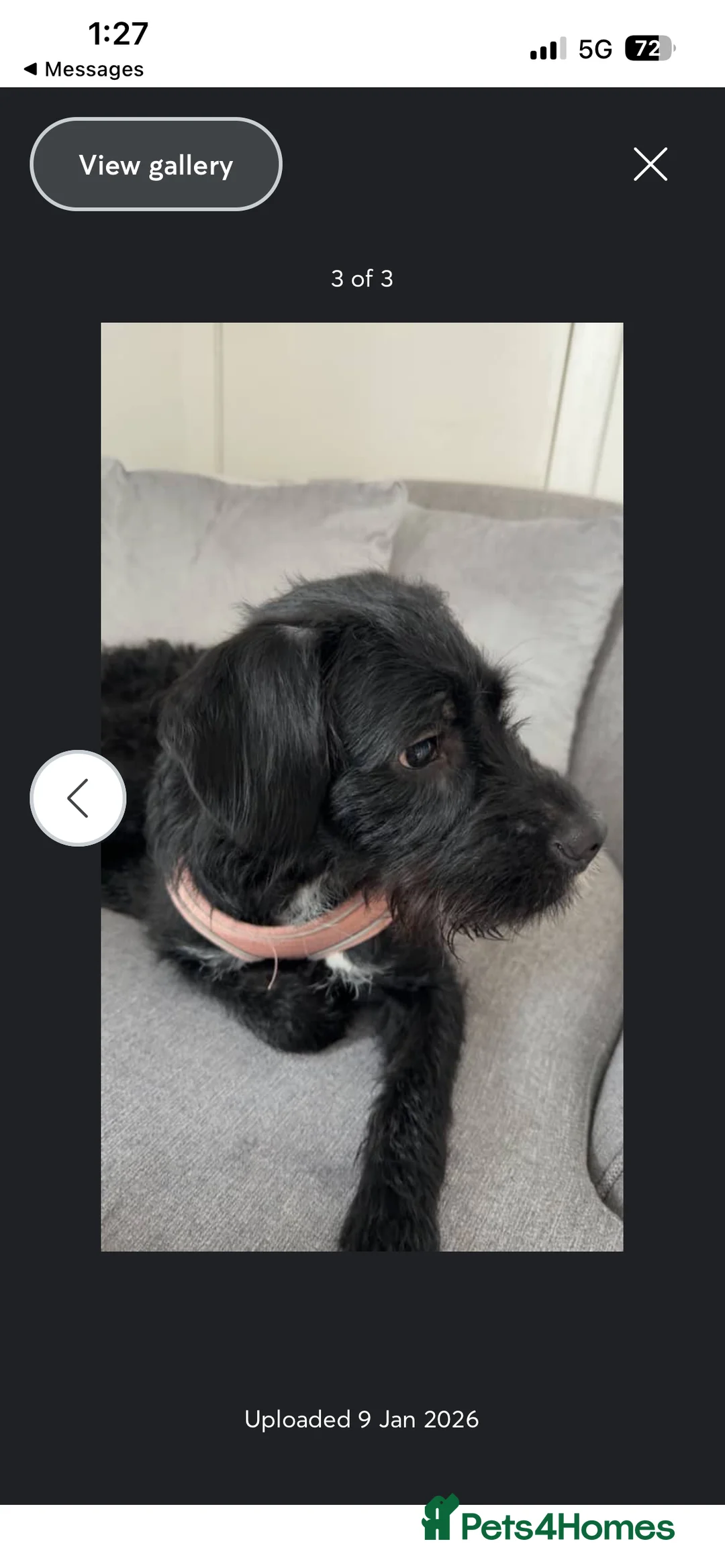 Mixed Breed dogs for sale: Willow  in Livingston - Advert 1