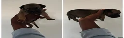Mixed Breed dogs for sale: Malinois cross staffy  in London - Advert 10