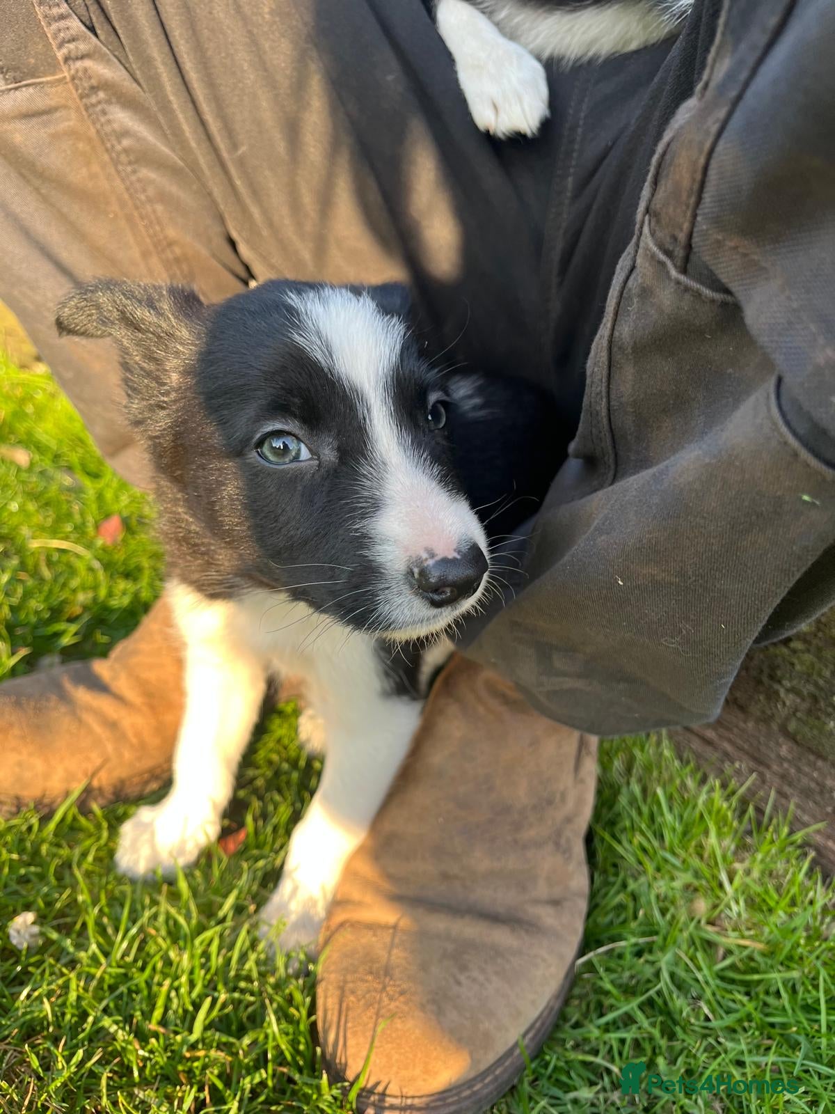 Border Collie dogs Border collie puppies ready now  - Advert 2