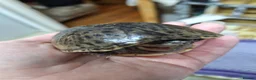 Turtle reptiles for sale: Musk turtle female - Advert 4
