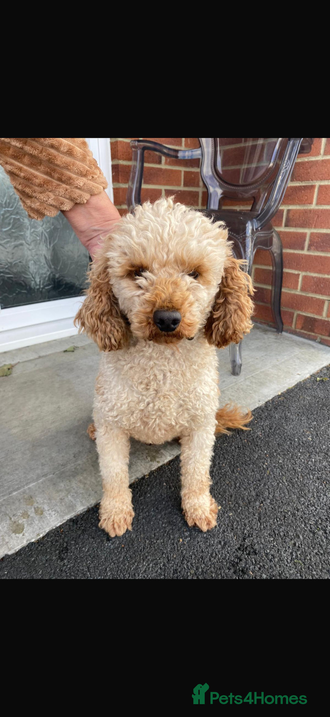 Cockapoo dogs for sale: F1 cockapoos - Advert 7